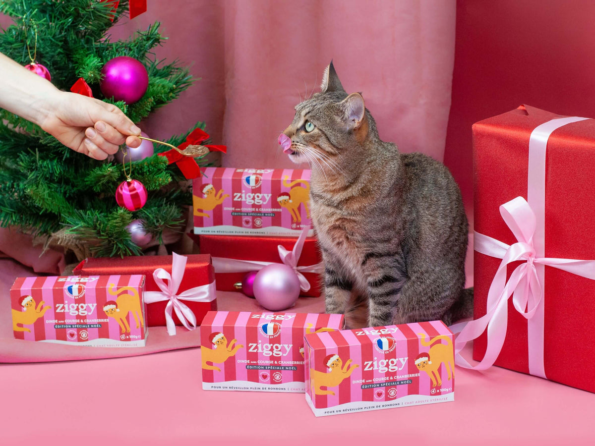 Pâtée Ziggy Noël Dinde et Courge, vue de profil