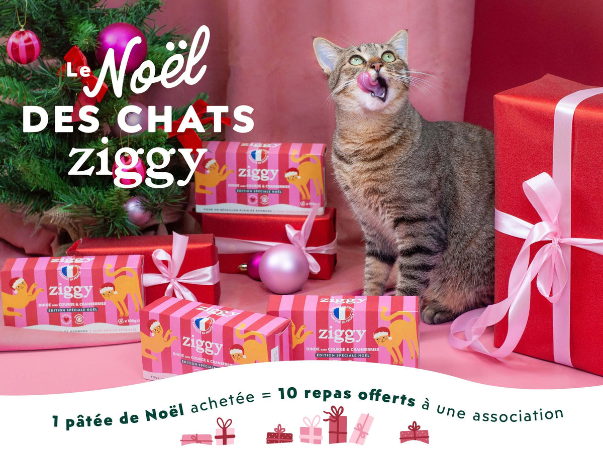 Pâtée Ziggy Noël Dinde et Courge, mise en situation avec un chat