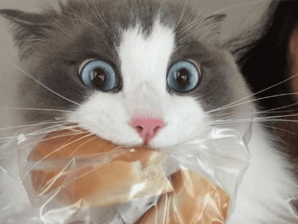 Chat qui a faim qui tient à manger dans sa bouche