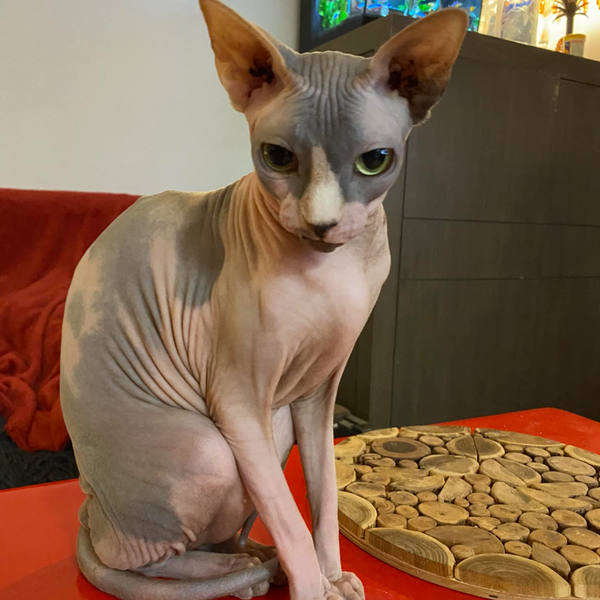 chat sphynx assis sur une table - Alimentation : comment bien nourrir son chat Sphynx ?