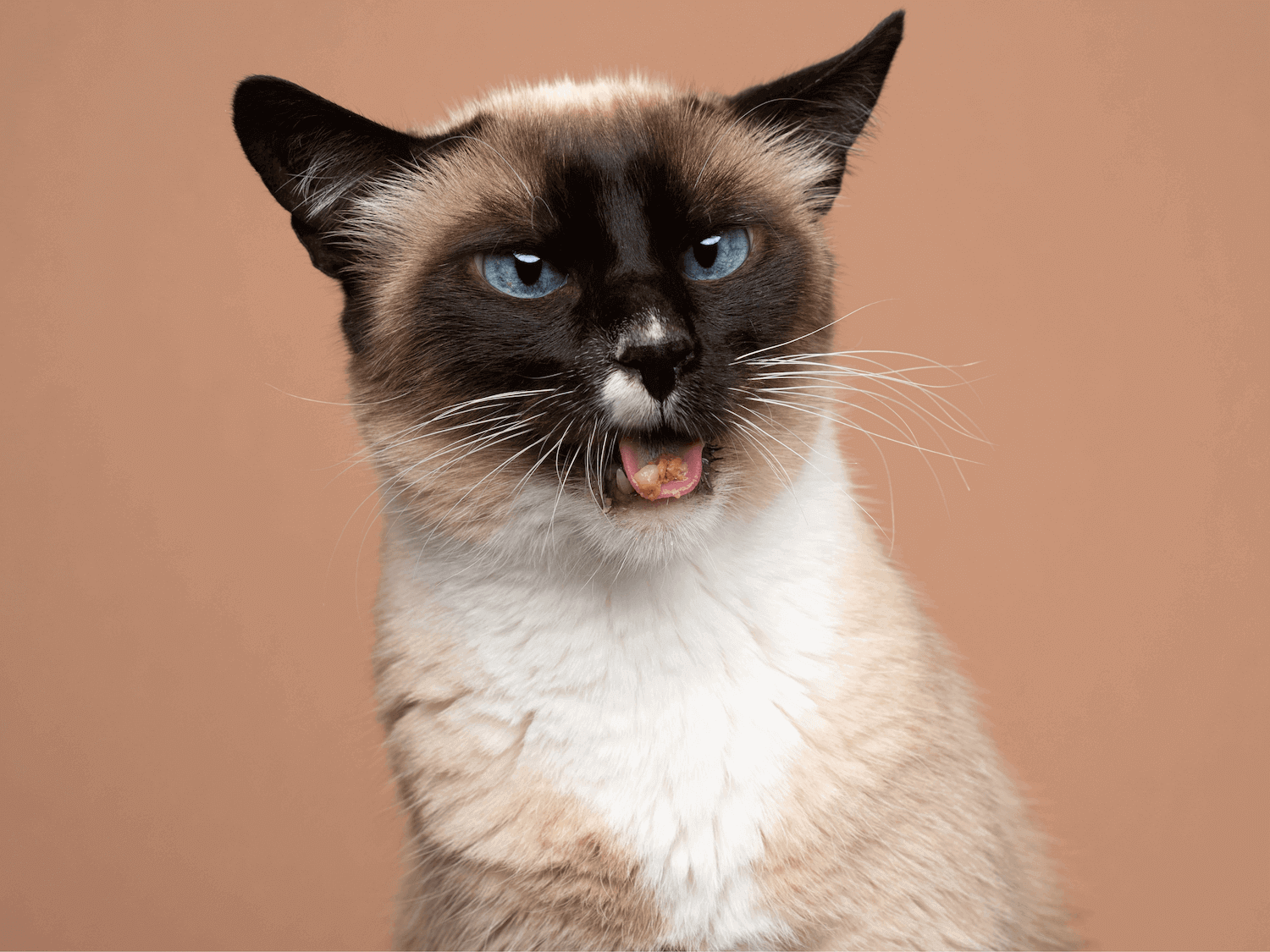 Chat qui mange des croquettes pour chats