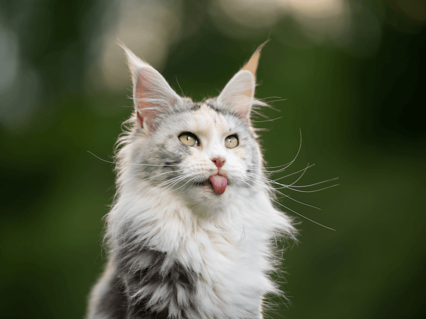 Maine Coon croisé : comment le reconnaître ? – Ziggy