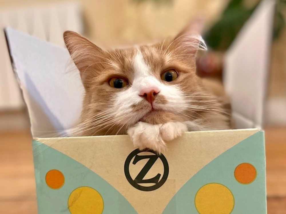Chat heureux et en bonne santé dans une boîte en carton - 10 signes d’un chat en bonne santé