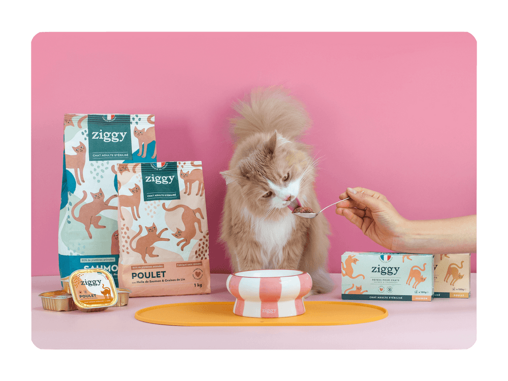 Chat adulte stérilisé roux à côté des croquettes et pâtées pour chat Ziggy saine ainsi que des accessoires pour chat