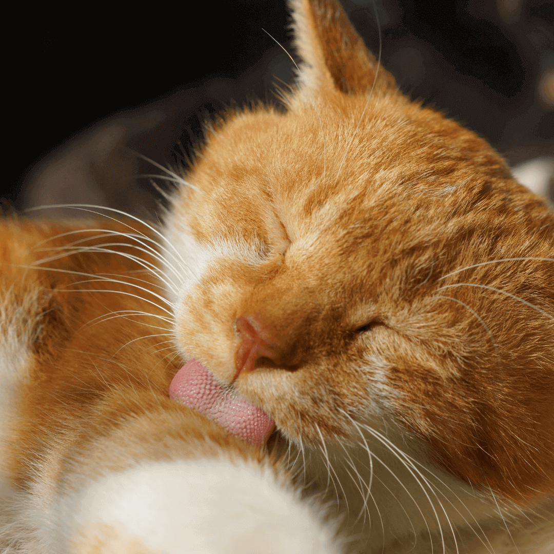 Un chat qui se lèche la patte