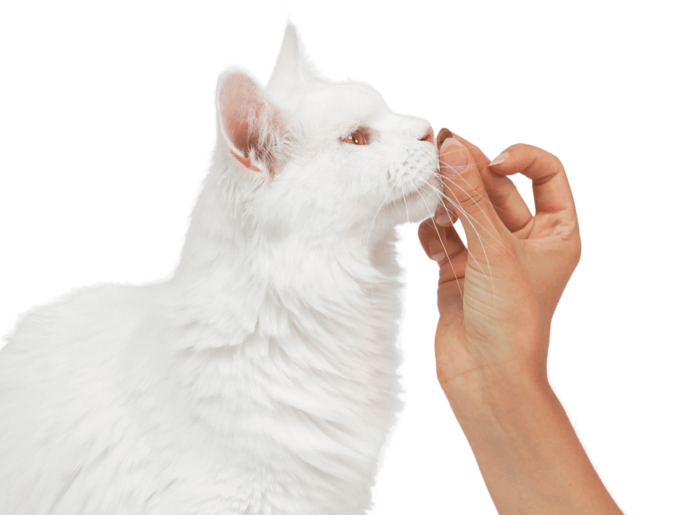 Chat adulte blanc qui sent une croquette pour chat sans céréales
