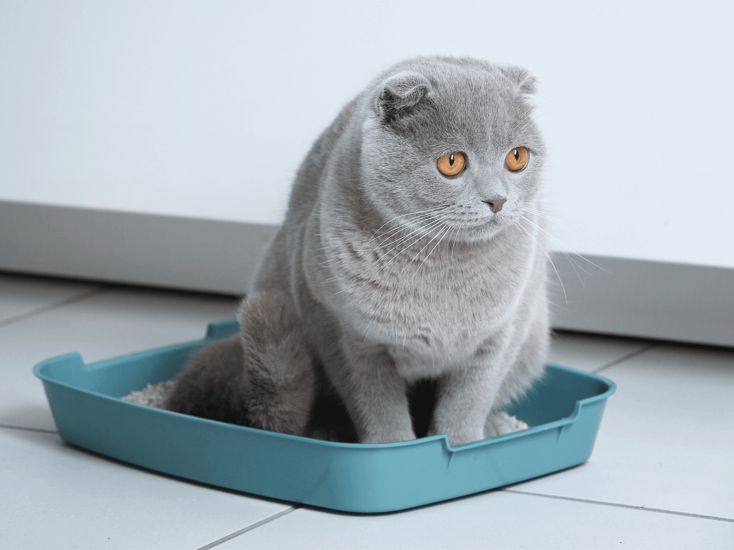 Chat dans sa litière souffrant de calculs urinaires