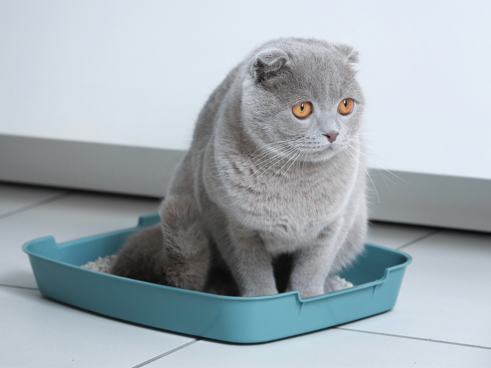 Chat dans sa litière souffrant de calculs urinaires - Mon chat souffre de problèmes urinaires, que faire ?
