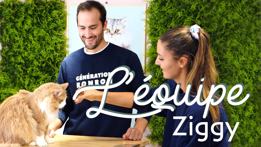 l'équipe Ziggy qui s'occupe du bien-être de votre chat - Article test nouveau template