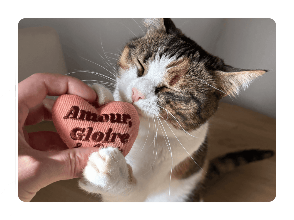 Le chat le plus mignon du monde qui joue avec la Peluche pour chat à la cataire Ziggy