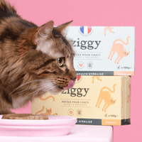 Chat adulte qui mange la pâtée Ziggy au saumon et au poulet